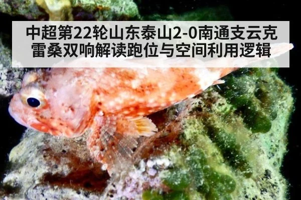 中超第22轮山东泰山2-0南通支云克雷桑双响解读跑位与空间利用逻辑